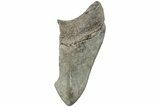 Partial, Fossil Megalodon Tooth #194044-1